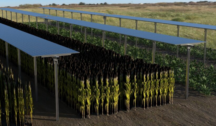 Növénytermesztés és energiatermelés egyben: innovatív projekt a Széchenyi István Egyetem közreműködésével