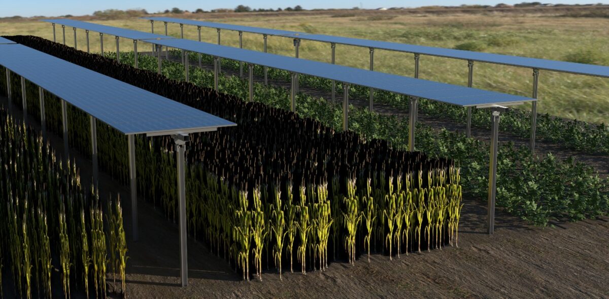 Növénytermesztés és energiatermelés egyben: innovatív projekt a Széchenyi István Egyetem közreműködésével